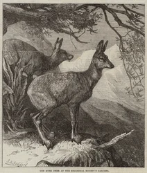 The Musk Deer at the Zoological Society